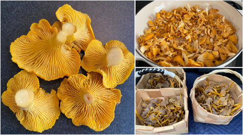 MUSHROOM FORAGING